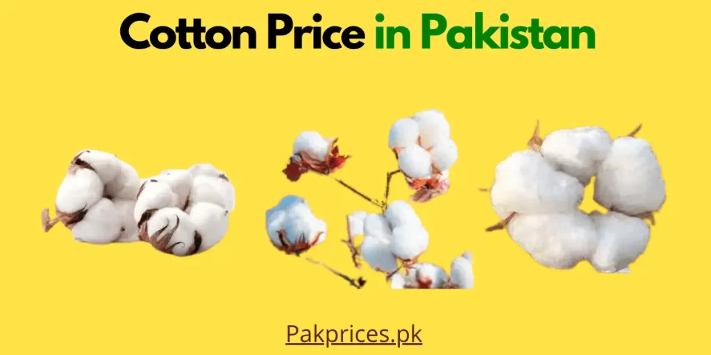 Cotton Price in Pakistan